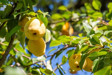 Güneşli armut bahçesinin bulanık arka planında doğal sarı armut dalları. 