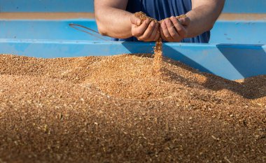 Çiftçinin elinde buğday taneleri vardı. Traktör römorkunda.