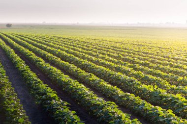Çiftlik tarlasında büyüyen soya bitkilerinin üzerine gün batımı