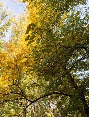 Sabah güneş ışığı altında renkli orman sonbahar doğa manzara