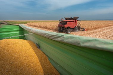 Sunny Day 'de Tarlada Mısır Toplama Operatörünü Birleştir.