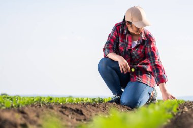 Soya fasulyesi tarlasını inceleyen çiftçi. Tarladaki yeşil soya bitkisini inceleyen dişi çiftçi ya da tarımcı
