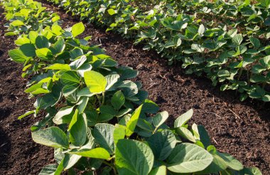 Bahar mevsiminde olgunlaşan soya fasulyesi tarlası, tarım arazisi..