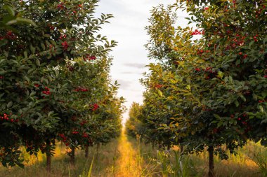 Meyve bahçesindeki kiraz ağacında asılı taze ekşi kiraz.