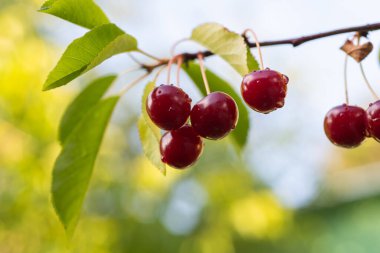 Kiraz ağacına ekşi kiraz yakın çekim. 