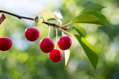Kiraz ağacına ekşi kiraz yakın çekim. 