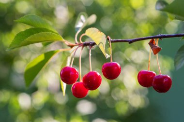 Kiraz ağacına ekşi kiraz yakın çekim. 