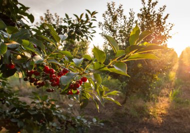 Meyve bahçesindeki kiraz ağacında asılı taze ekşi kiraz.