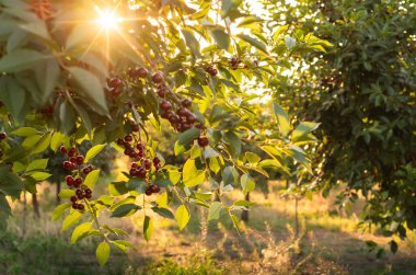  Ağaç dalında ekşi kirazlar yapraklarla, hasat zamanında meyve bahçesinde.. 