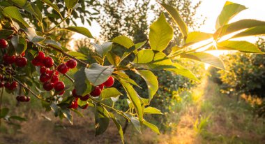  Ağaç dalında ekşi kirazlar yapraklarla, hasat zamanında meyve bahçesinde.. 