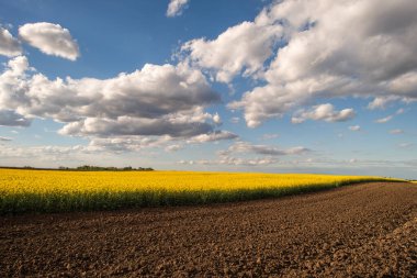 Gün batımında sarı kolza tohumu tarlası. Güneş ışığı sarı kanola rengini aydınlatır. Tarım alanı. Kırsal alan
