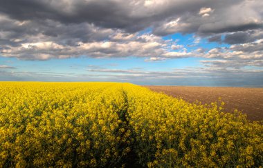 Gün batımında sarı kolza tohumu tarlası. Güneş ışığı sarı kanola rengini aydınlatır. Tarım alanı. Kırsal alan