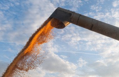 Mısır tahıl hasat Field'da sonra traktör römork dökme