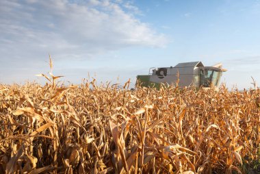 Sunny Day 'de Tarlada Mısır Toplama Operatörünü Birleştir.
