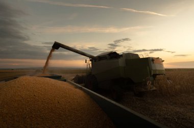 Mısır tahıl hasat Field'da sonra traktör römork dökme