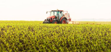 Traktör bahar aylarında mısır tarlasına böcek ilacı püskürtüyor.