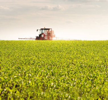 Traktör bahar aylarında mısır tarlasına böcek ilacı püskürtüyor.