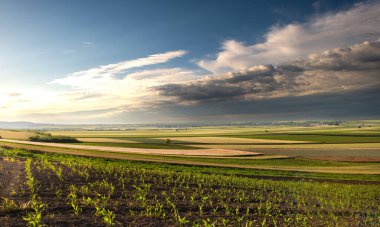  Genç mısırların üzerinde gün doğumu. Tarım endüstrisi