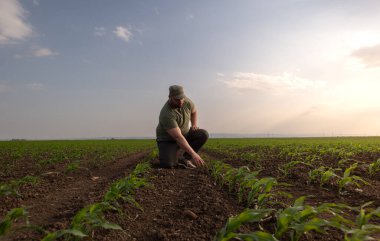 Mısır tarlasında çiftçi. Büyüme, açık hava.