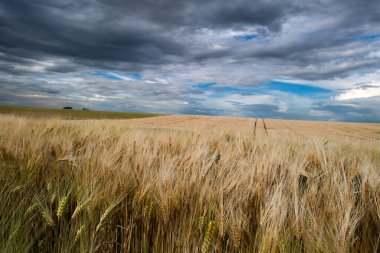 Günbatımı üzerinde batan güneşin doğru buğday alanı. 