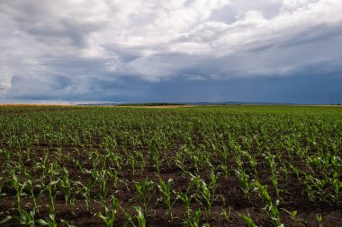  Genç mısırların üzerinde gün doğumu. Tarım endüstrisi