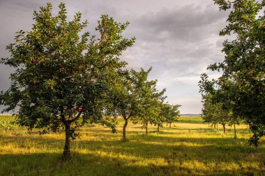 Meyve bahçesindeki kiraz ağacında asılı taze ekşi kiraz.