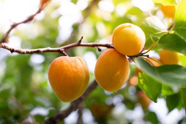 Bir grup olgun kayısı güneş ışığında dallanır.