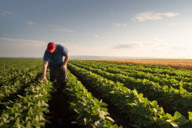 Soya tarlasında çiftçi. Büyüme, açık hava.