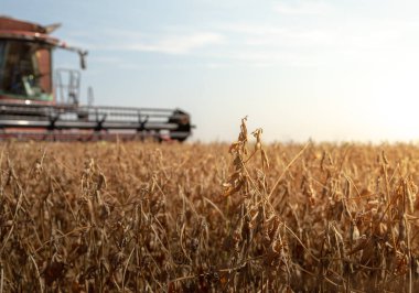 Buğday tarlasında çalışan bir biçerdöver.