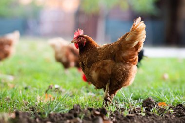 Yeşillik çimenlerin üzerinde sağlıklı görünen bir tavuğun görüntüsünü kapat..