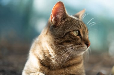 zevk bahar güneşin keyfini rahat ve mutlu kedi alır