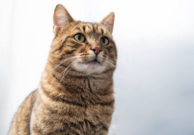 Şirin kedi portresi. Yakın çekim..