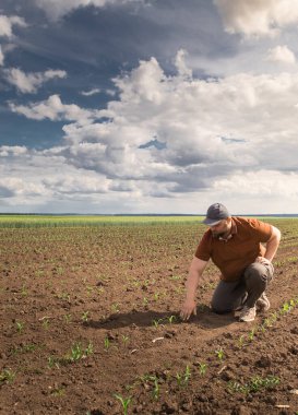 Mısır tarlasında çiftçi. Büyüme, açık hava.