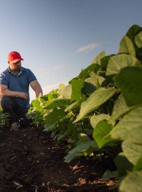 Soya tarlasında çiftçi. Büyüme, açık hava.