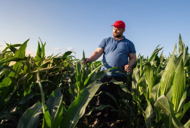 Mısır tarlasında çiftçi. Büyüme, açık hava.
