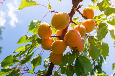 Bir grup olgun kayısı güneş ışığında dallanır.