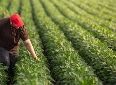 Soya tarlasında çiftçi. Büyüme, açık hava.
