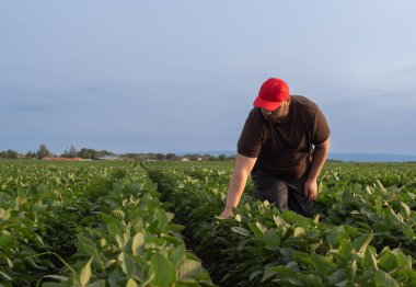 Soya tarlasında çiftçi. Büyüme, açık hava.