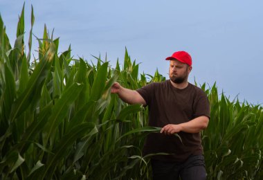 Mısır tarlasında çiftçi. Büyüme, açık hava.