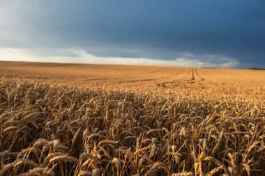 Günbatımı üzerinde batan güneşin doğru buğday alanı. 
