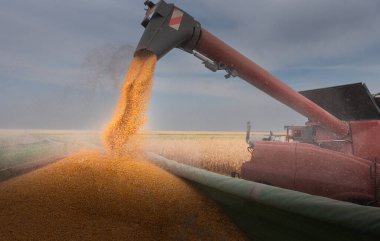 Mısır tahıl hasat Field'da sonra traktör römork dökme