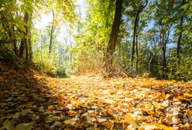 Sabah güneş ışığı altında renkli orman sonbahar doğa manzara