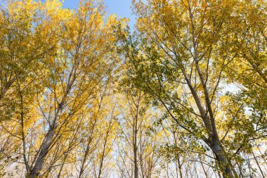 Sabah güneş ışığı altında renkli orman sonbahar doğa manzara