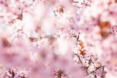 Taze, pembe, yumuşak bahar kiraz ağacı pembe bokeh arka planda çiçek açar.. 