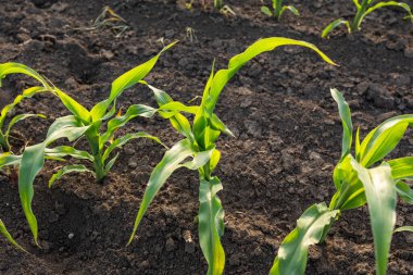 Genç Mısır Bitkileri. Güneş batan mısır tarlası. Mısır tarlası erken safhada
