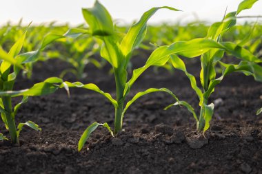 Genç Mısır Bitkileri. Güneş batan mısır tarlası. Mısır tarlası erken safhada