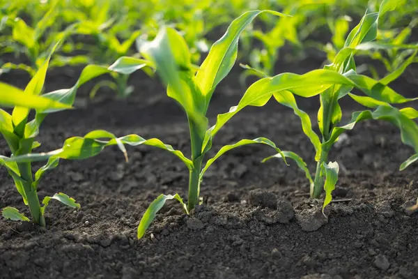 Genç Mısır Bitkileri. Güneş batan mısır tarlası. Mısır tarlası erken safhada