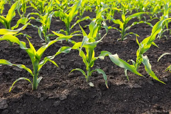 Genç Mısır Bitkileri. Güneş batan mısır tarlası. Mısır tarlası erken safhada
