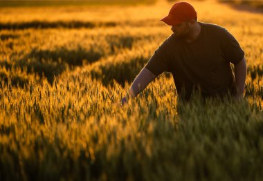  Genç erkek çiftçi stand yalnız buğday alanında günbatımı sırasında