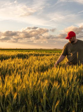  Genç erkek çiftçi stand yalnız buğday alanında günbatımı sırasında
